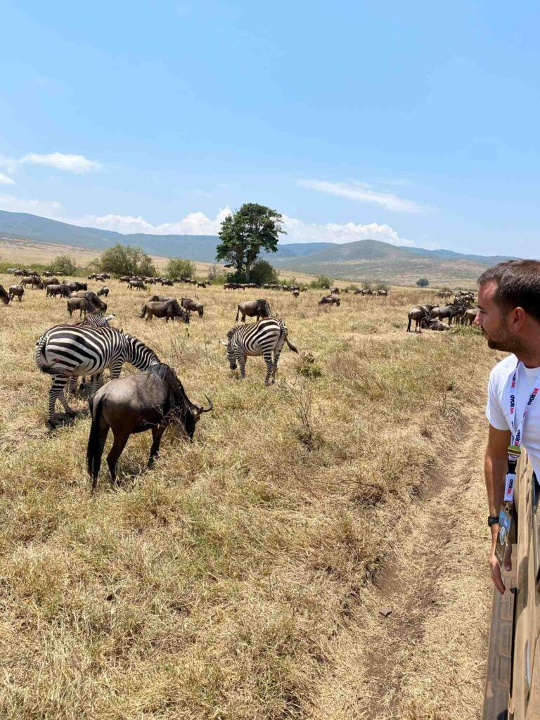 Un coordinatore WeRoad ammira gnu e zebre in Tanzania.
