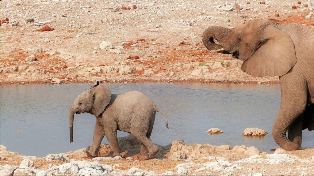 Elefante e cucciolo di elefante in Namibia.