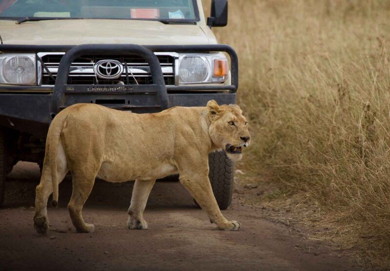 Una leonessa durante un safari in Tanzania.