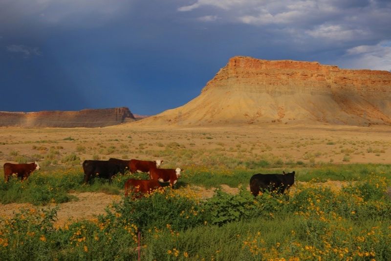 Paesaggio desertico dell Arizona con altopiani rocciosi e cielo nuvoloso