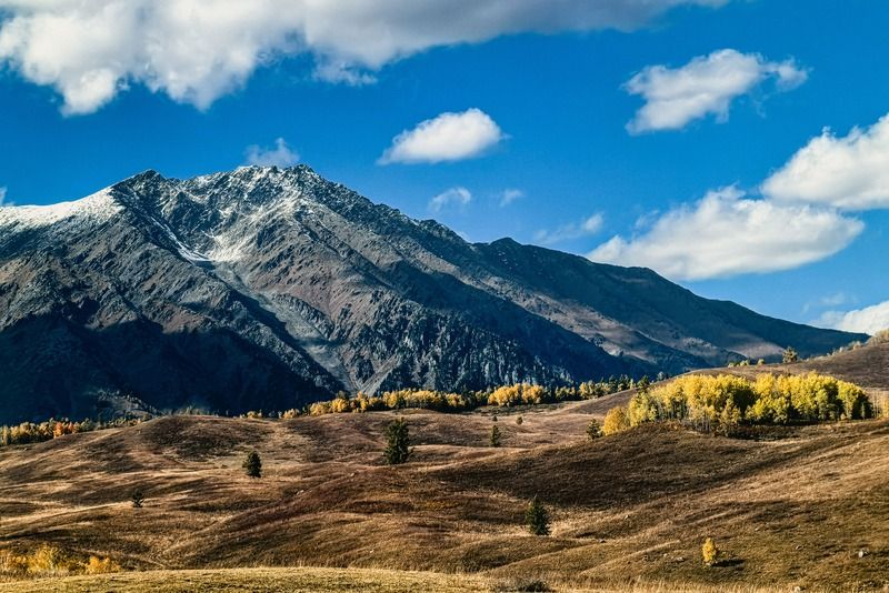 Cima innevata domina un paesaggio autunnale con alberi dalle foglie dorate e pascoli brulli in primo piano, Asia Centrale