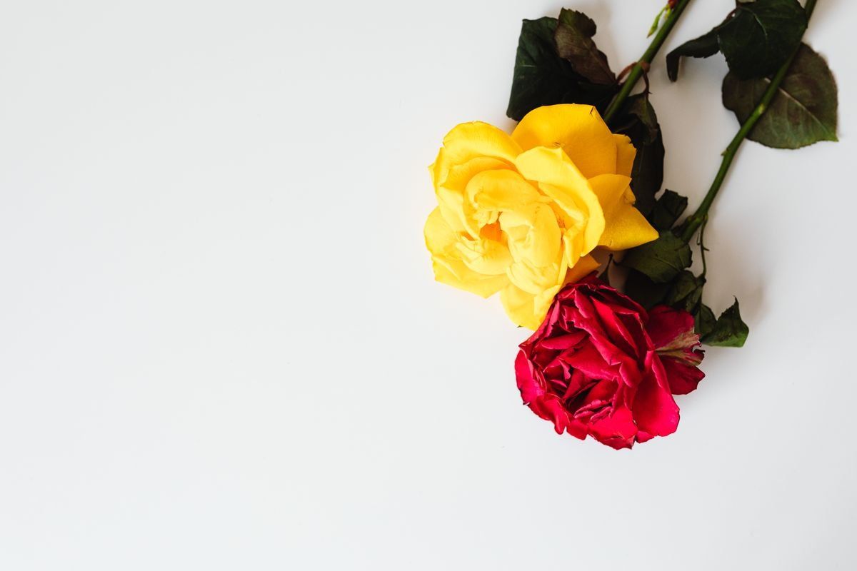 Rosa gialla e rosa rossa appassita su sfondo bianco