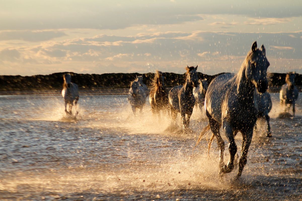 Branco di cavalli bianchi al galoppo nell'acqua al tramonto