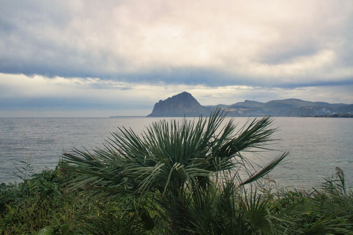 Costa siciliana con palme in primo piano, mare calmo e Monte Cofano all'orizzonte