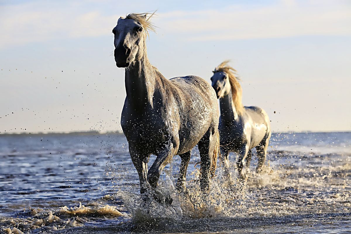 Due cavalli bianchi corrono nell'acqua bassa sollevando spruzzi
