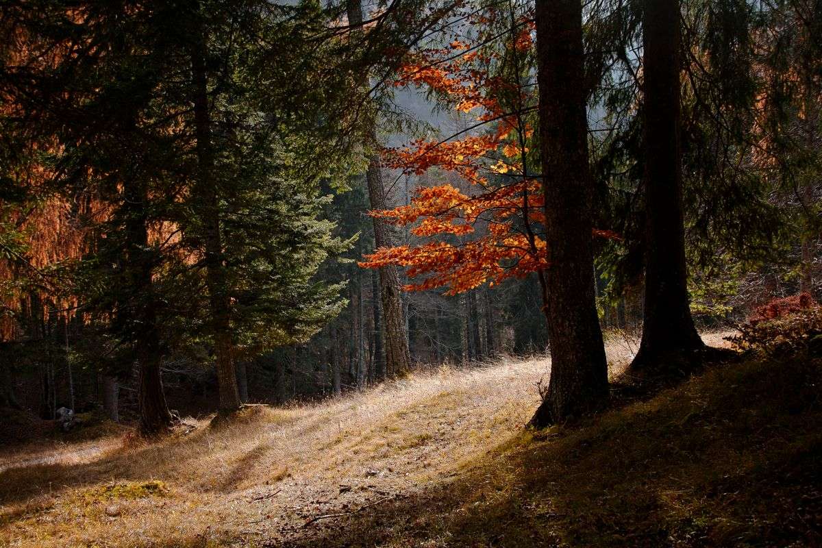 Radura nel bosco con alberi alti e rami arancioni illuminati dal sole