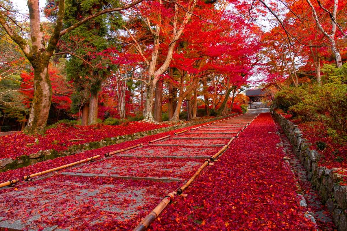 Sentiero di giardino coperto di foglie rosse tra alberi dai colori autunnali intensi