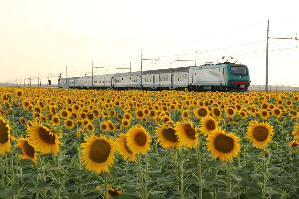 Treno che attraversa un campo di girasoli in fiore