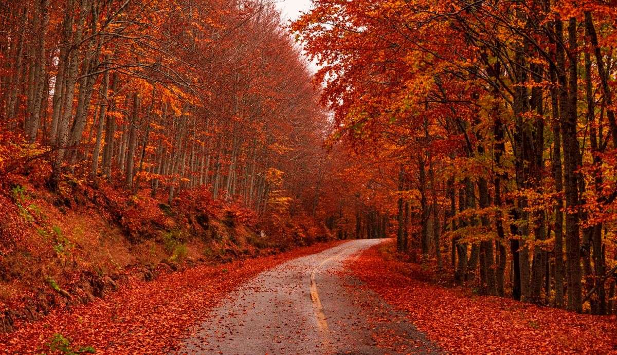 Strada vuota tra alberi autunnali con foglie rosse sull’asfalto
