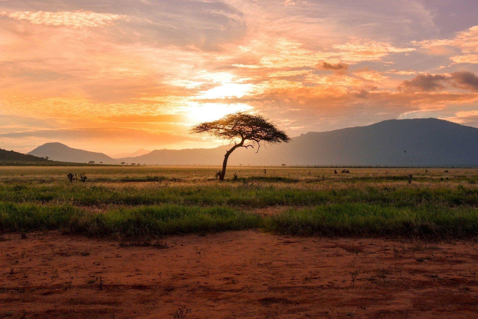 Un solitario árbol de acacia se alza en una sabana al atardecer, con montañas silueteadas contra un cielo dorado y rosado en el fondo.