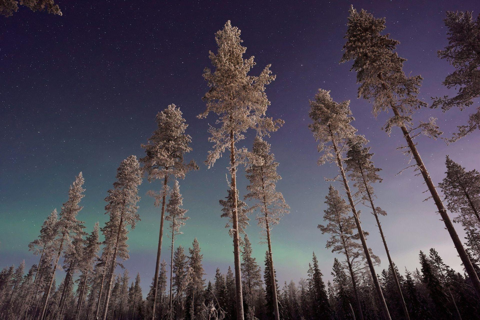 Una vista dal basso di pini coperti di neve contro un cielo notturno stellato con l'Aurora Boreale verde.