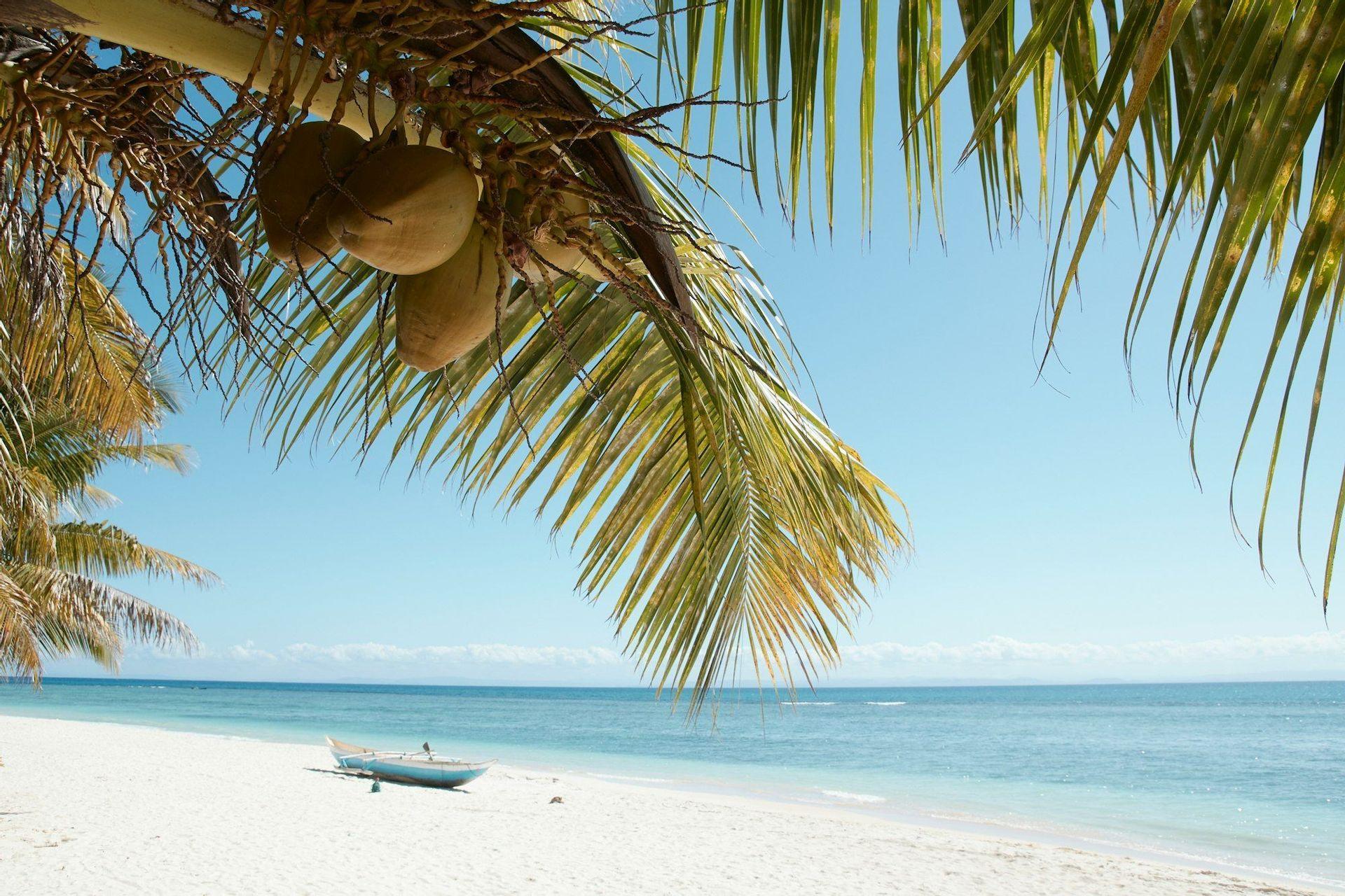 Cocos cuelgan de una palmera sobre una playa de arena blanca donde descansa un pequeño barco azul junto al mar en calma.