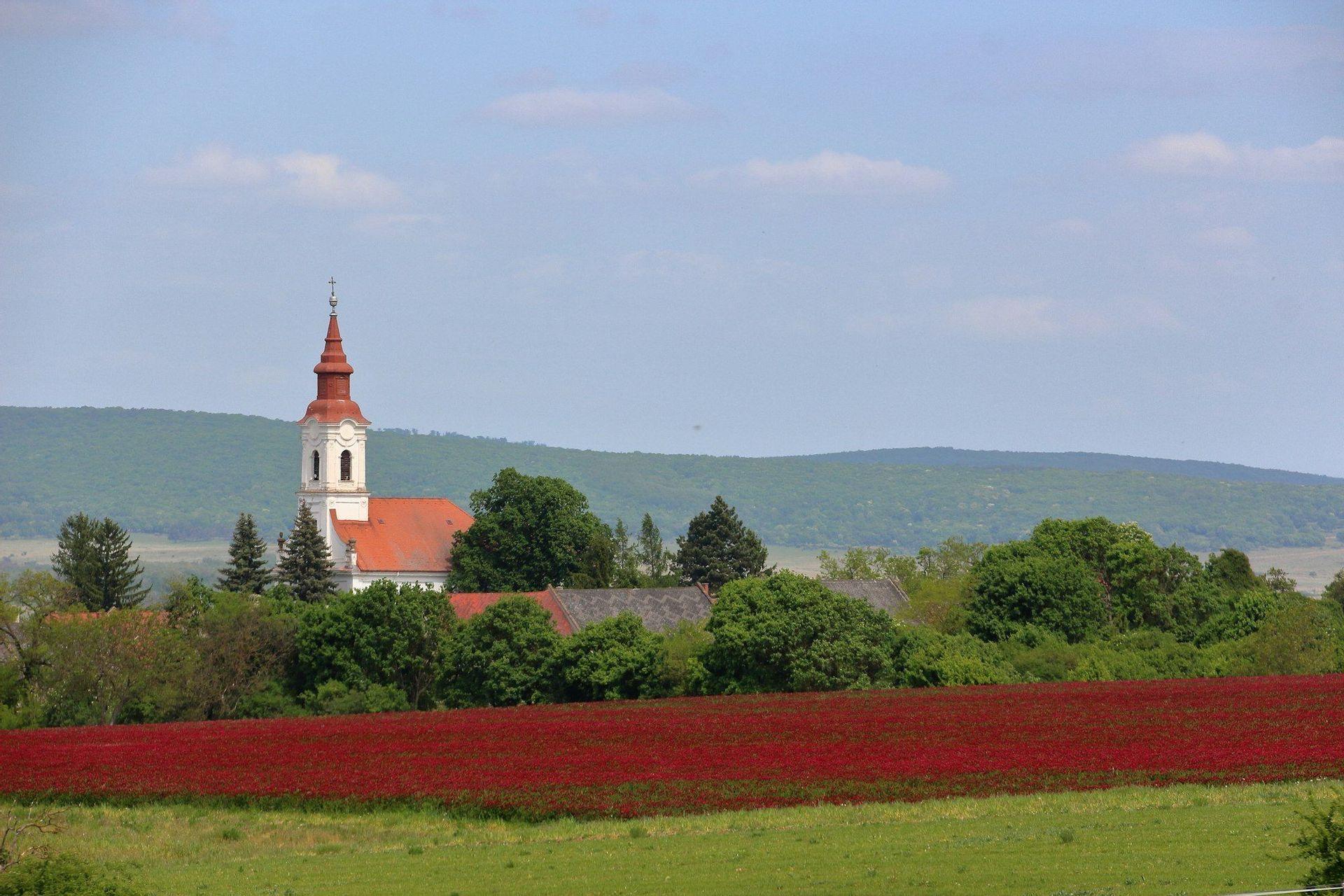Una iglesia blanca con tejado de tejas rojas y campanario emerge de una línea de árboles, con un campo de flores rojas en primer plano.