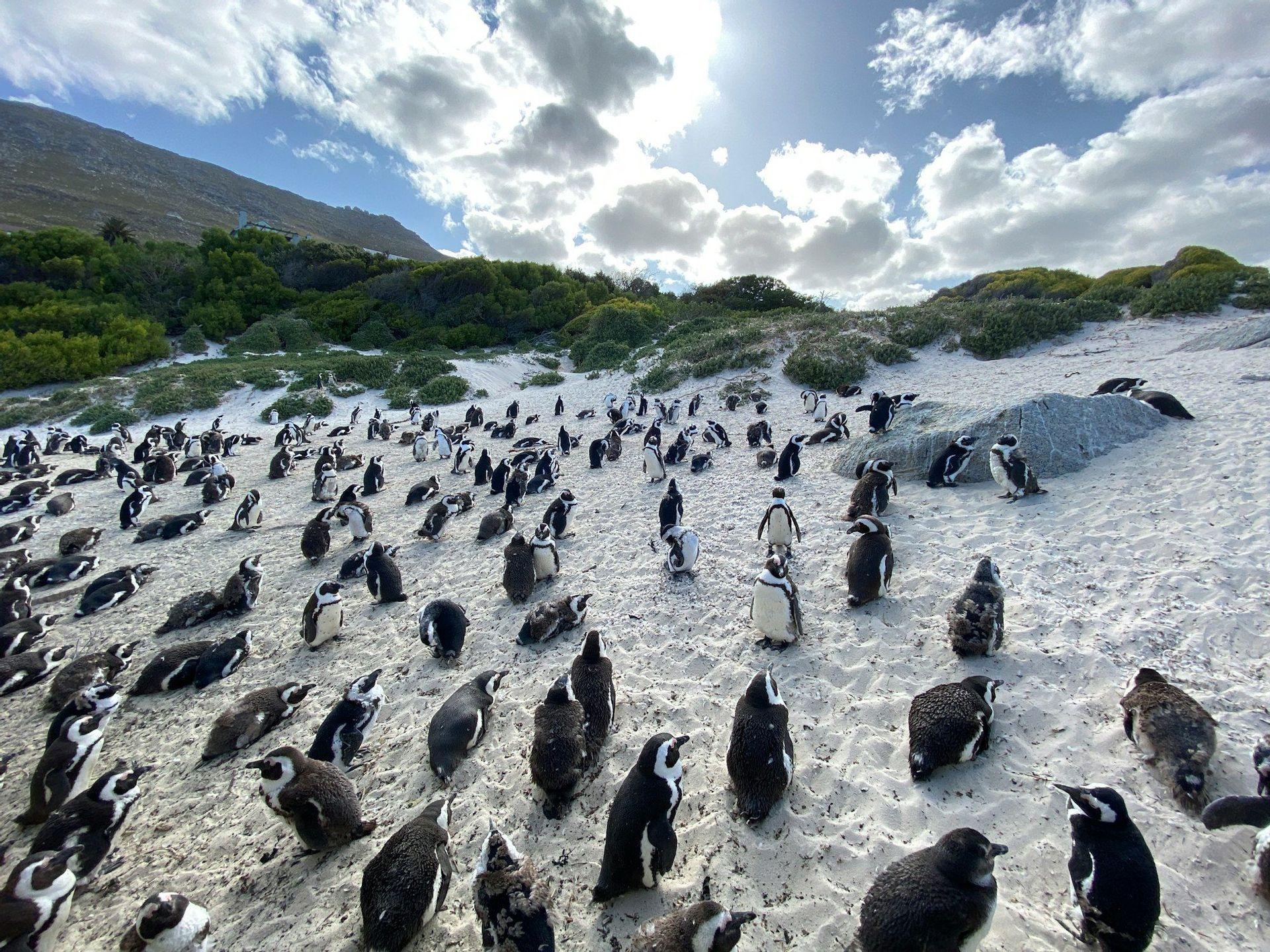 Una gran colonia de pingüinos se reúne en una playa de arena, con una ladera verde y vegetada al fondo bajo un cielo parcialmente nublado.
