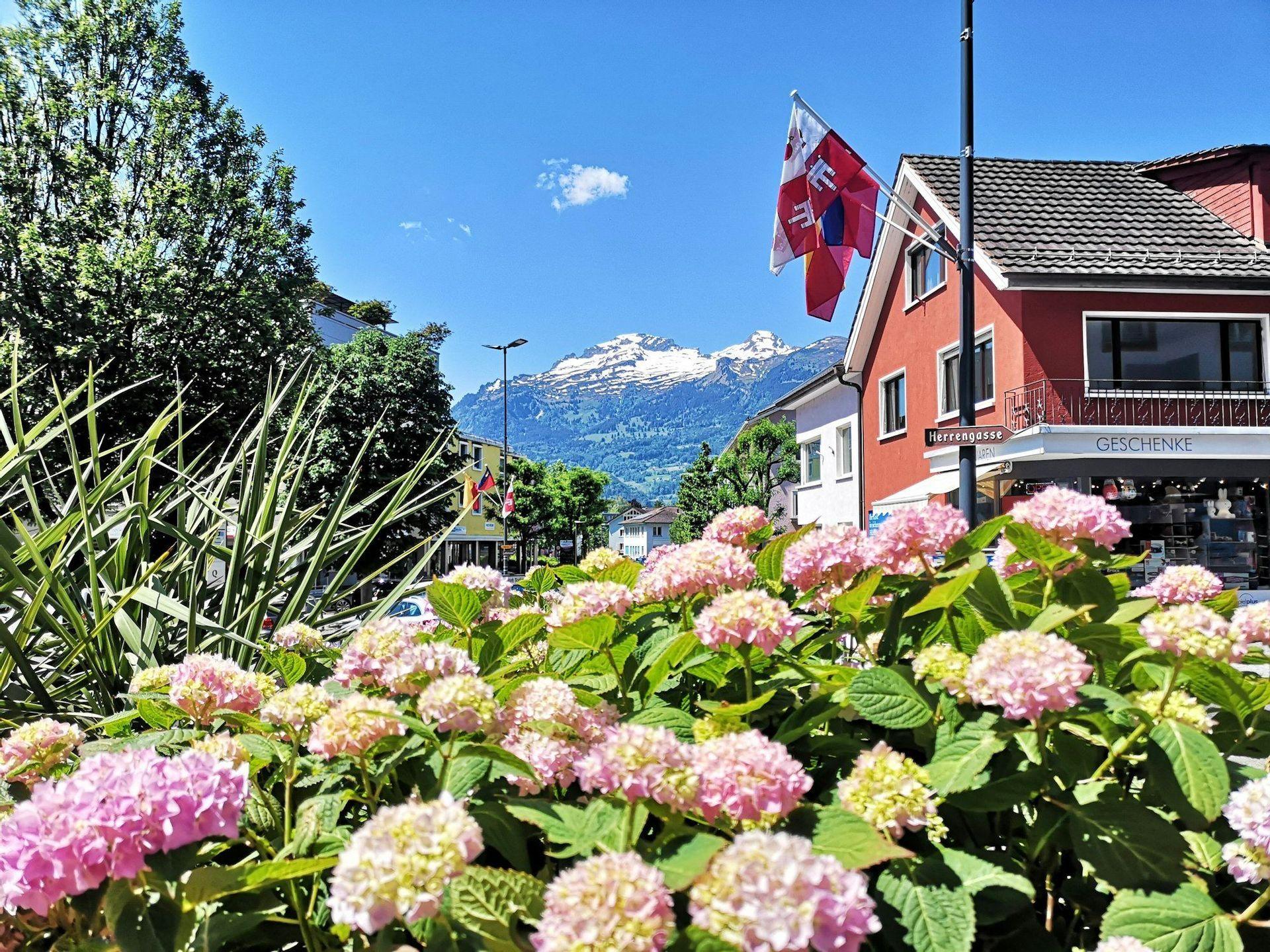 Des hortensias roses fleurissent au premier plan d'une rue de ville, avec des montagnes enneigées visibles au loin sous un ciel bleu.