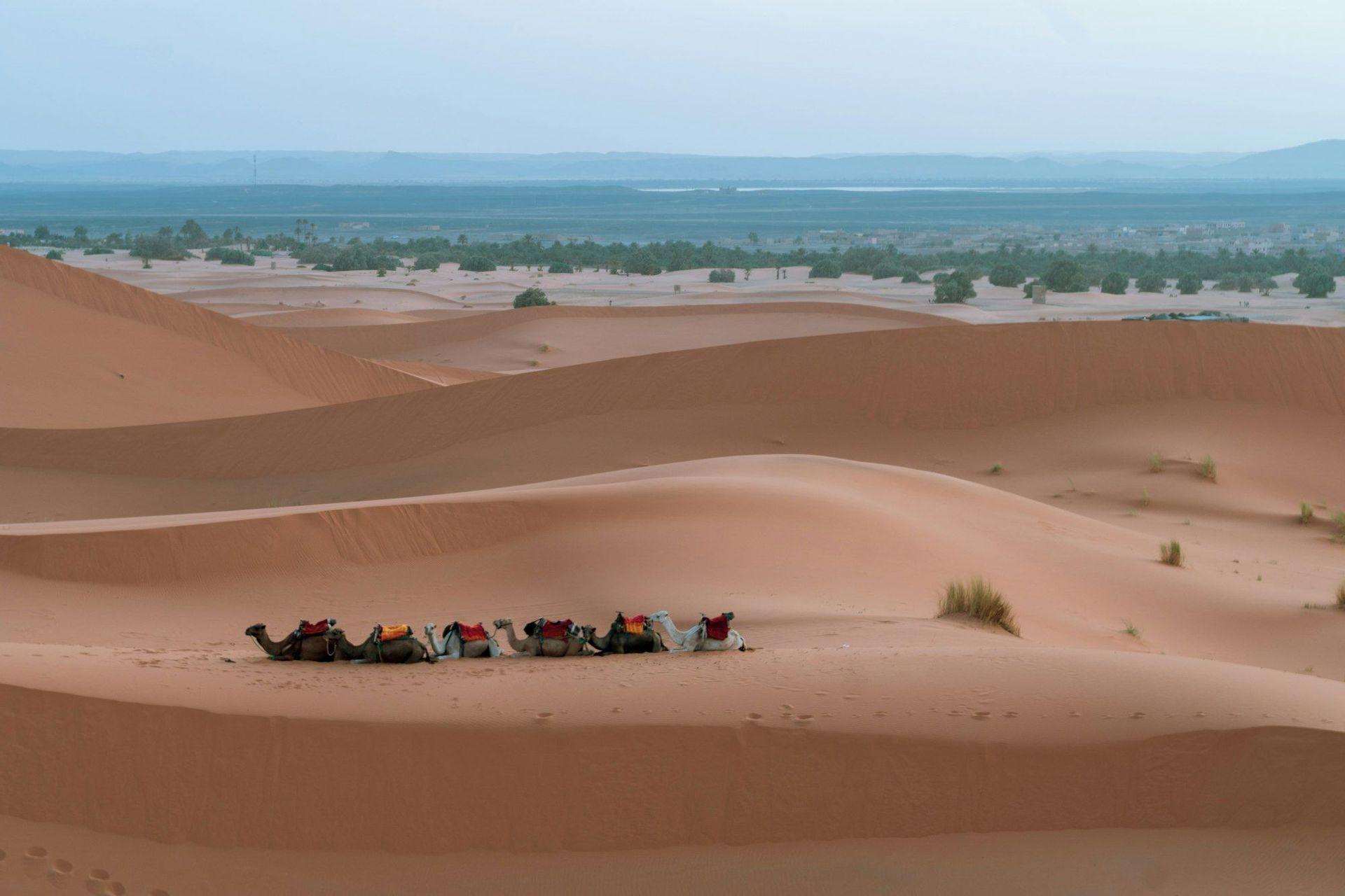 A line of saddled camels resting on rolling sand dunes, with a green oasis visible in the distance.