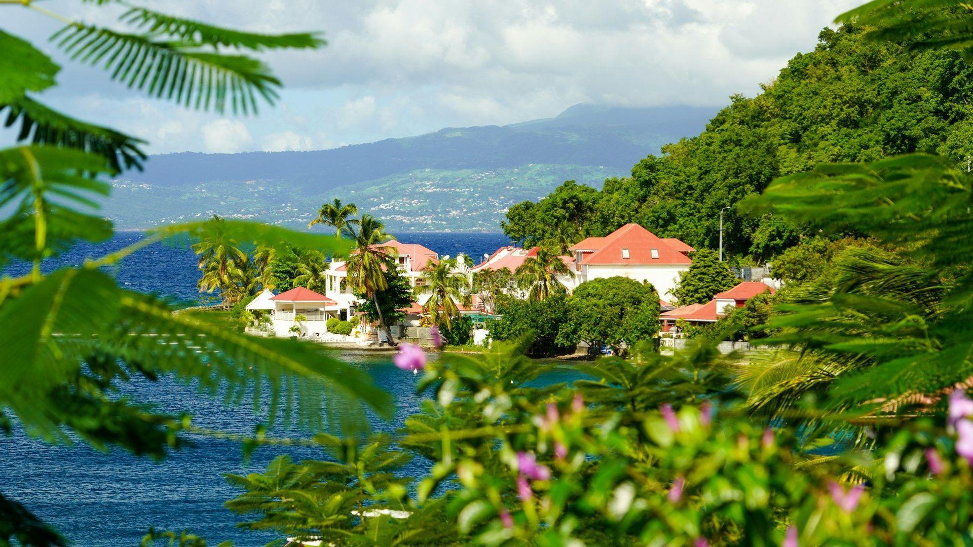 A view through lush green foliage of coastal houses with red roofs and palm trees along a blue bay, with a green mountain in the background.