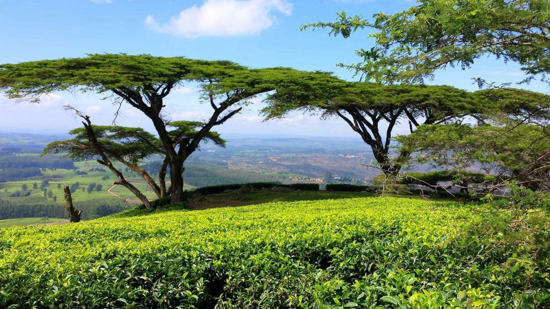 A bright green tea plantation on a hillside with two large acacia trees overlooking a sprawling valley under a blue sky.