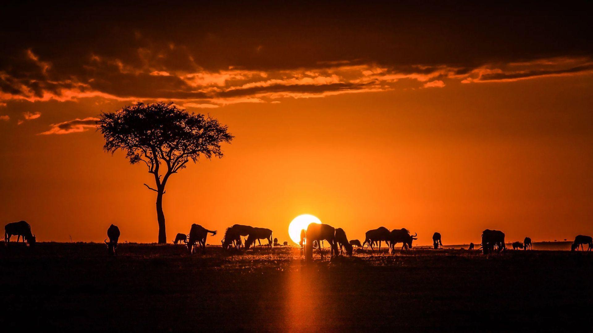 Una mandria di gnu e un albero di acacia si stagliano contro un profondo tramonto arancione nella savana.