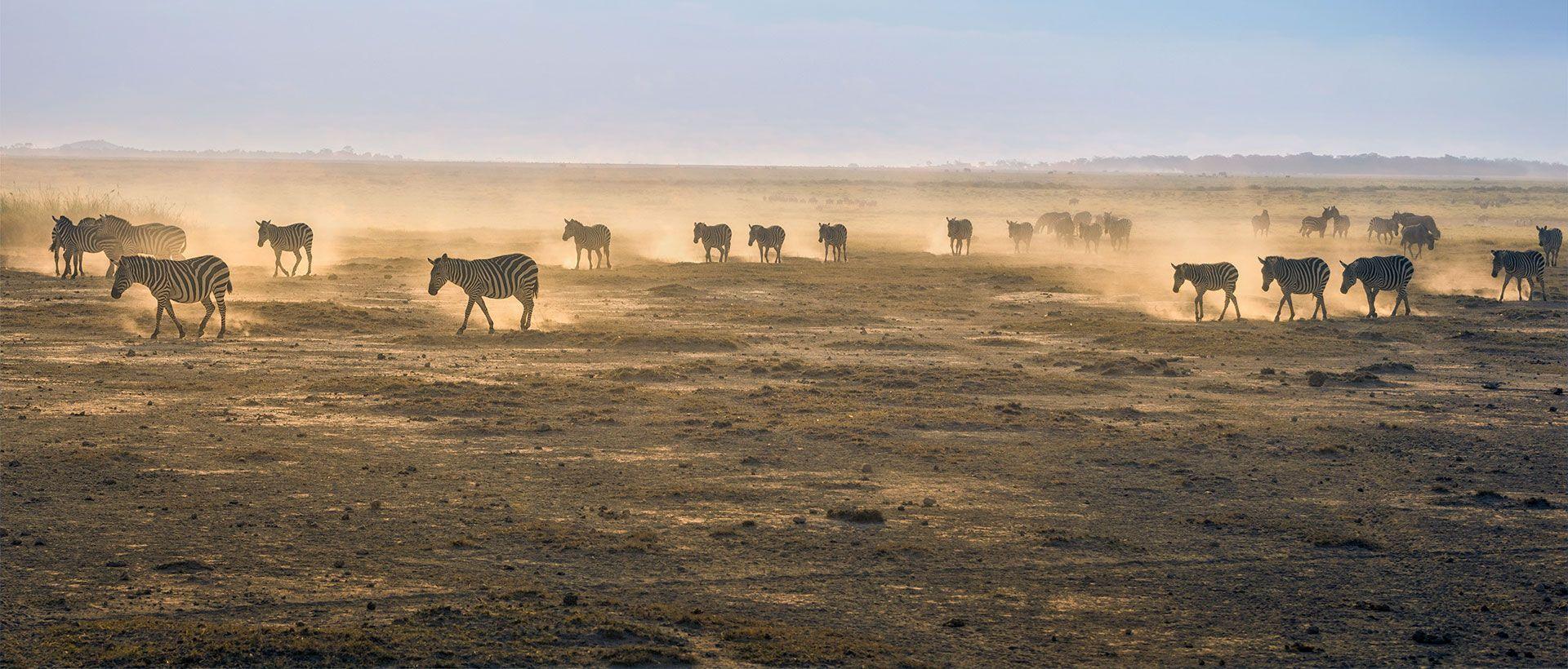 Eine Herde Zebras zieht über eine trockene, staubige Savanne und wirbelt im diesigen Licht Staubwolken auf.