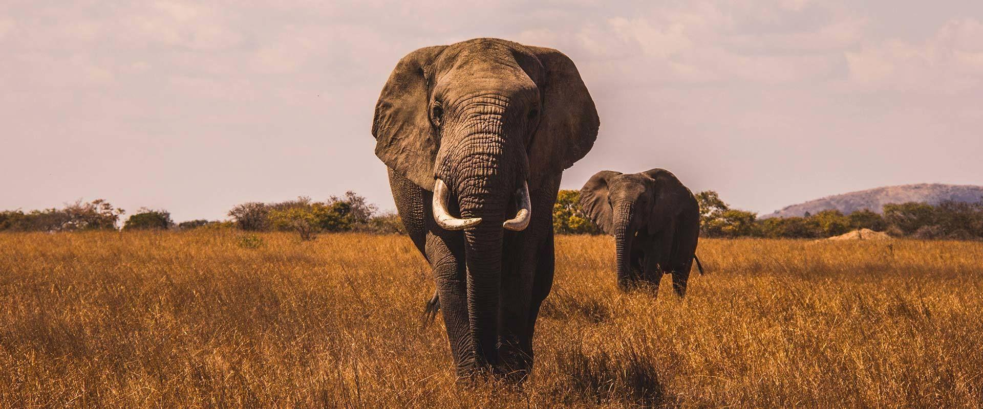 A large African elephant with tusks walks through a field of tall, dry grass, with a second elephant visible in the background.
