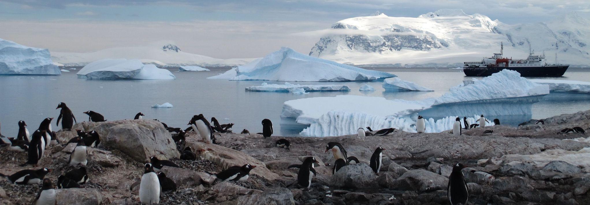 Eine große Pinguinkolonie spaziert an einer verschneiten Küste am Meer entlang, mit Gletschern im Hintergrund.