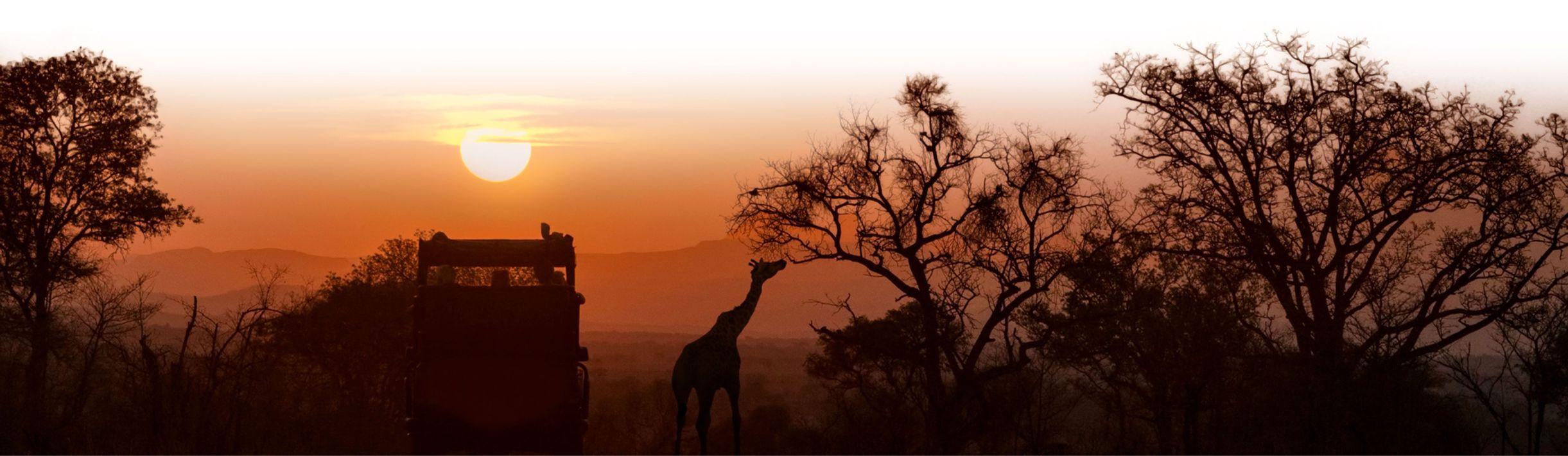 A silhouetted giraffe eats from a tree next to a safari jeep during an orange-hued sunset.