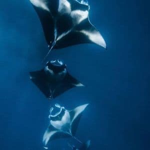 Quattro mante con macchie bianche e nere che nuotano in fila nell'acqua blu profondo.