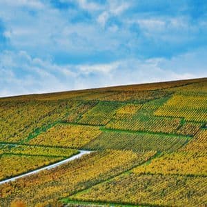 Una strada serpeggiante attraversa una collina ondulata coperta da filari di vigneti giallo-dorati sotto un cielo azzurro con nuvole.