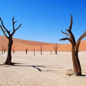 Alberi morti proiettano ombre su un terreno desertico screpolato con grandi dune di sabbia arancioni sullo sfondo sotto un cielo blu limpido.