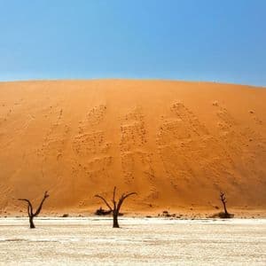 Alberi scheletrici si ergono su una distesa di sale bianca e screpolata di fronte a una grande duna di sabbia arancione sotto un cielo sereno.
