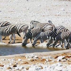 Un branco di zebre si raduna al bordo di una pozza d'acqua per bere in un terreno secco e roccioso.