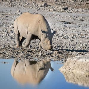 Un rinoceronte si trova su una riva rocciosa, con il suo riflesso visibile nell'acqua mentre si china a bere.