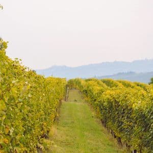 Filarie di viti con foglie ingiallite fiancheggiano un sentiero erboso in un vigneto, con dolci colline sullo sfondo nebbioso.