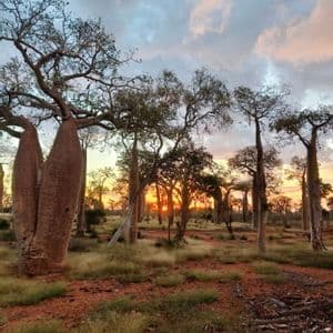 Un paisaje de árboles baobab con troncos gruesos en tierra roja bajo un cielo nublado al atardecer.