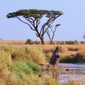 Ein Wasserloch in der Savanne, umgeben von goldenem Gras und Akazienbäumen, mit einem Berg am Horizont.