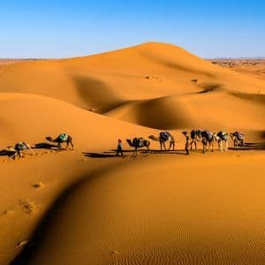 Un viaje en grupo de WeRoad guía una caravana de camellos a través de vastas dunas de arena naranja bajo un cielo azul claro.