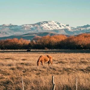 Un caballo marrón pasta en un campo dorado con un telón de fondo de árboles otoñales y montañas nevadas distantes bajo un cielo despejado.