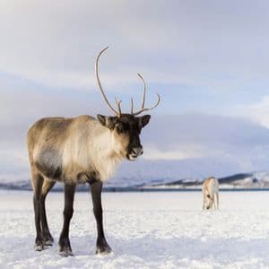 Un reno de grandes astas se encuentra en la nieve, con otro reno y montañas al fondo.