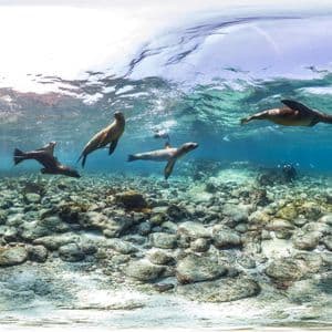 Panoramablick unter Wasser: Mehrere Seelöwen schwimmen in klarem blauem Wasser über einem felsigen Meeresgrund, mit einem Taucher in der Ferne.