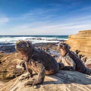 Trois iguanes marins se reposant sur un rivage rocheux ensoleillé avec l'océan en arrière-plan sous un ciel bleu.
