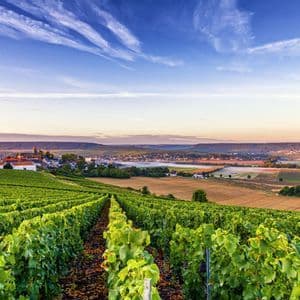 Reihen grüner Weinreben in einem Weinberg mit Blick auf eine kleine Stadt, die in einem Tal unter blauem Himmel liegt.