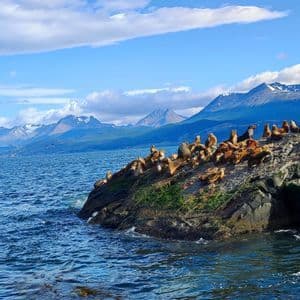 Una colonia di leoni marini riposa su una roccia coperta di muschio nel mare blu, con montagne innevate sullo sfondo.