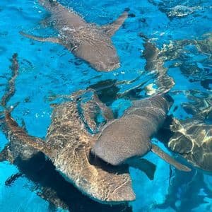 Una vista aerea di diversi squali nutrice che nuotano insieme in acque chiare e vivaci di colore turchese.