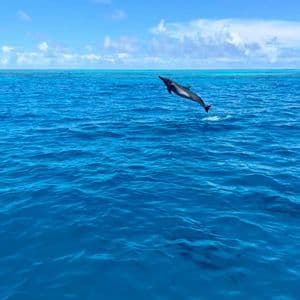 Ein Delfin springt aus dem tiefblauen Ozean unter einem teilweise bewölkten Himmel.