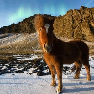 Un cavallo marrone si erge in un paesaggio innevato con una montagna rocciosa dietro e l'Aurora Boreale nel cielo.