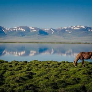 A brown horse grazing on a green hill beside a lake reflecting snow-capped mountains under a clear blue sky.