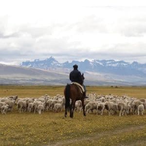 A shepherd on a horse herds a large flock of sheep across a grassy field, with a dog running alongside and mountains in the background.