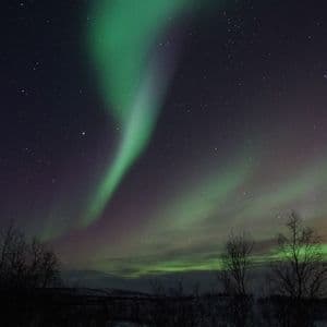 Green and purple aurora borealis glows in a dark, starry night sky above the silhouette of a treeline in a snowy landscape.