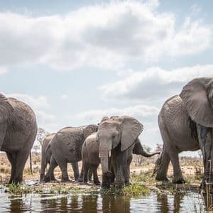 Una mandria di elefanti si abbevera ad una pozza d'acqua nella savana sotto un cielo nuvoloso.
